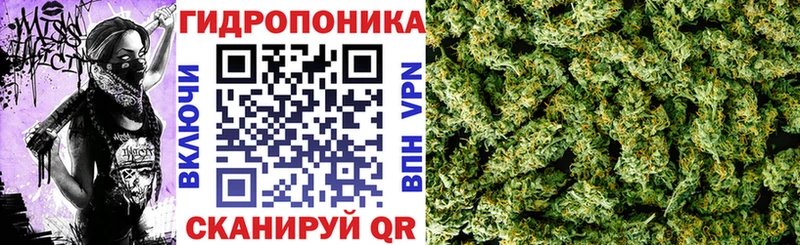 Бошки марихуана OG Kush Новый Уренгой